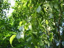 Nettle tree